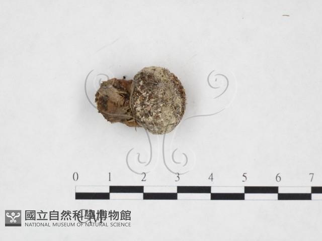 登錄號:F0025884藏品圖，第1張
