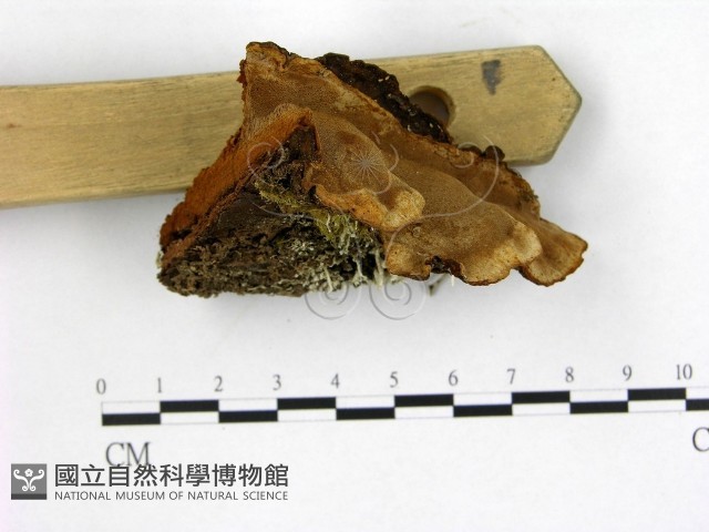 登錄號:F0005884藏品圖，第1張