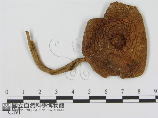 登錄號:F0015884藏品圖，第1張