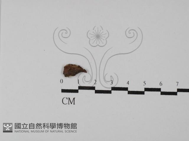 登錄號:F0003884藏品圖，第1張