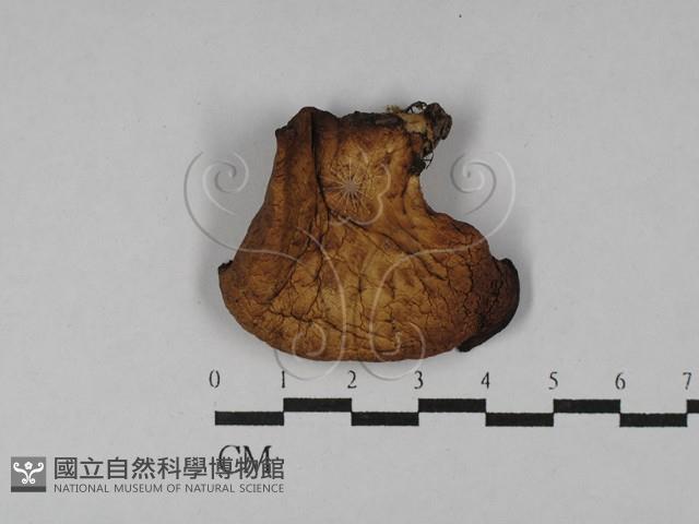 登錄號:F0028984藏品圖，第1張