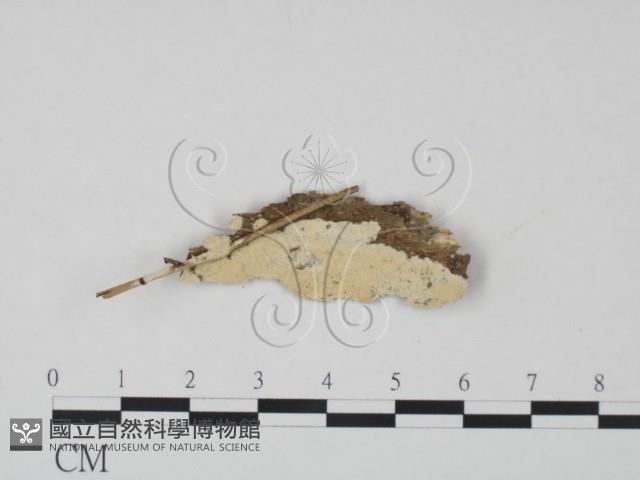 登錄號:F0020984藏品圖，第1張