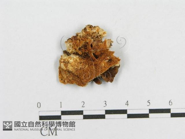登錄號:F0000984藏品圖，第1張
