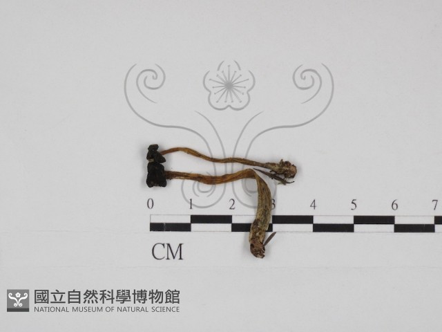 登錄號:F0030984藏品圖，第1張