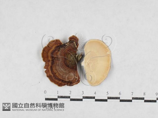 登錄號:F0026984藏品圖，第1張