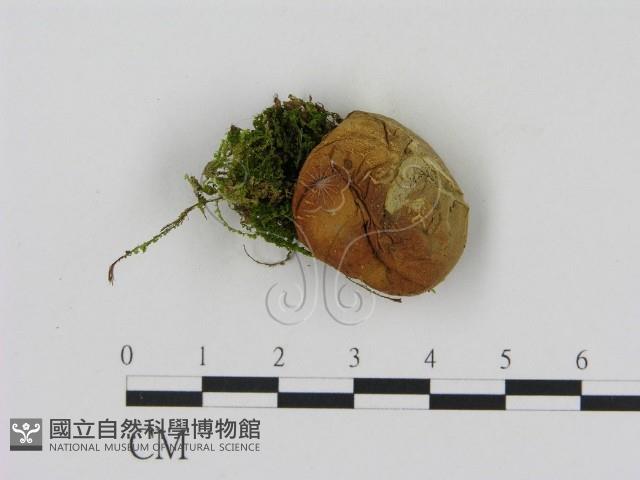 登錄號:F0016984藏品圖，第1張