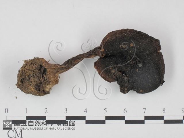 登錄號:F0021984藏品圖，第1張