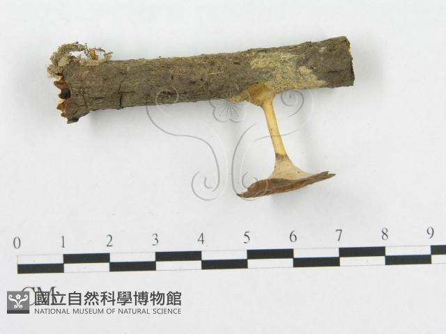 多孔菌屬藏品圖，第1張