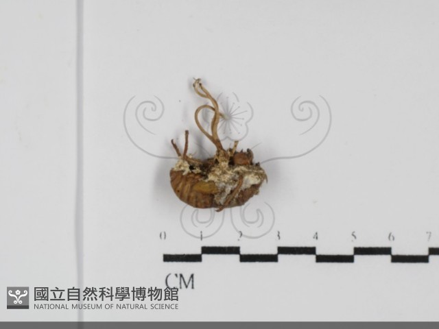 登錄號:F0031984藏品圖，第1張