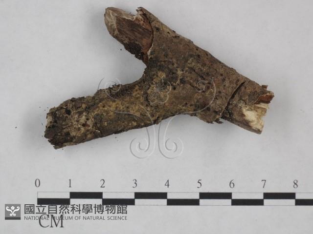 登錄號:F0024984藏品圖，第1張