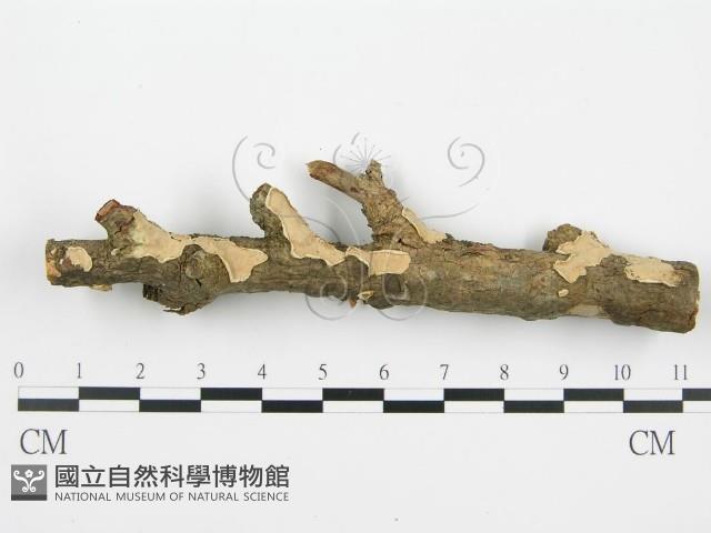 登錄號:F0004984藏品圖，第1張
