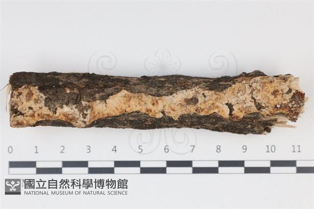 登錄號:F0034984藏品圖，第1張