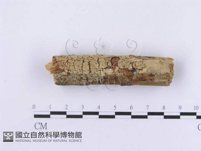 登錄號:F0002984藏品圖，第1張