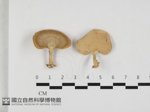小孔菌屬藏品圖，第1張