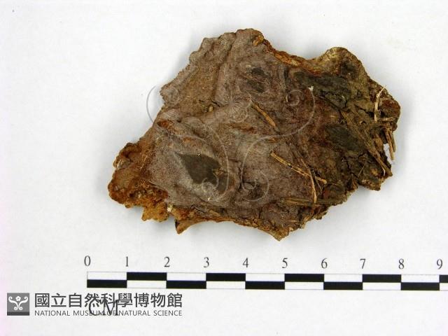 登錄號:F0005984藏品圖，第1張