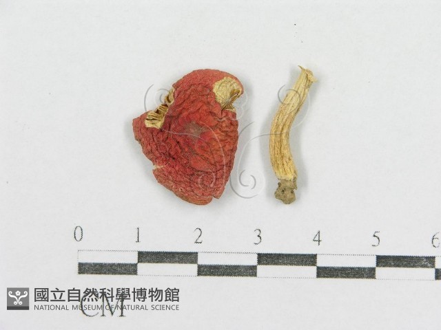 紅菇屬藏品圖，第1張