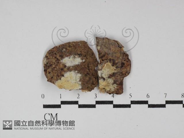 登錄號:F0029984藏品圖，第1張