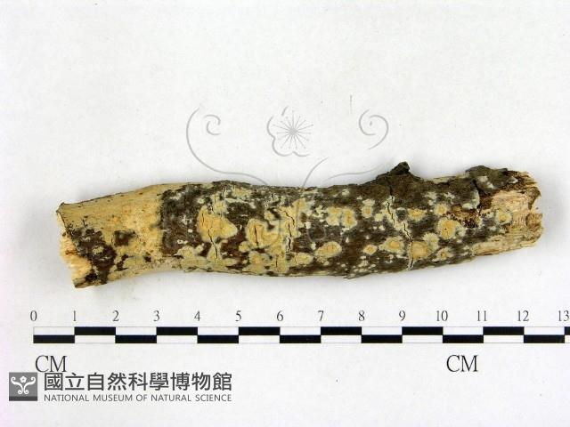 登錄號:F0019984藏品圖，第1張