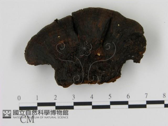 登錄號:F0013984藏品圖，第1張