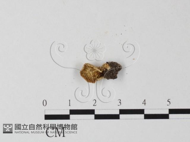 登錄號:F0018684藏品圖，第1張