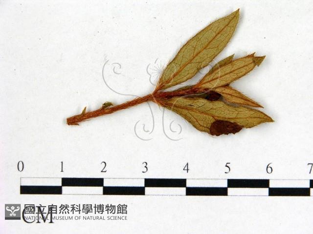 登錄號:F0020684藏品圖，第1張