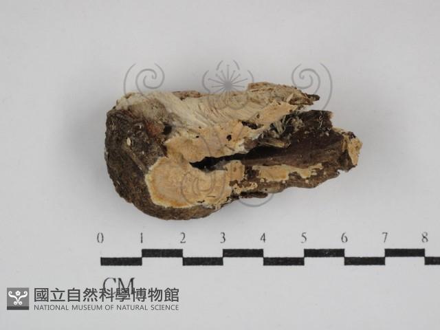 容氏菌屬藏品圖，第1張