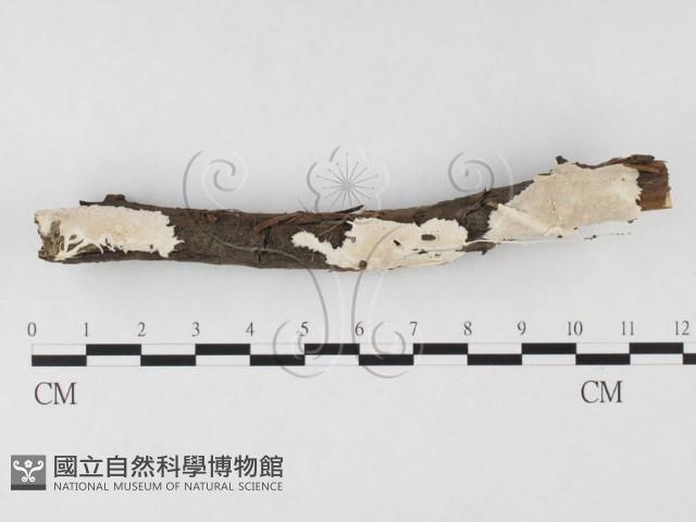 登錄號:F0026684藏品圖，第1張