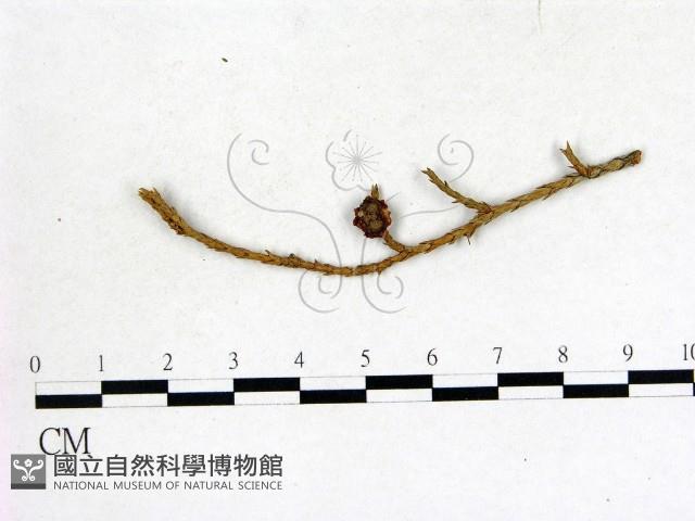 登錄號:F0011684藏品圖，第1張
