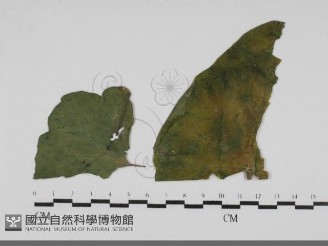 登錄號:F0031684藏品圖，第1張