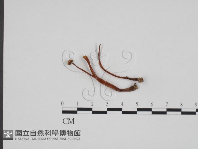 登錄號:F0024684藏品圖，第1張