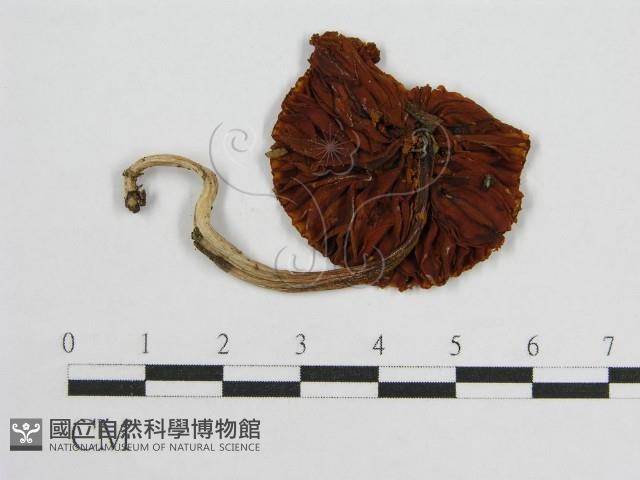 登錄號:F0002684藏品圖，第1張