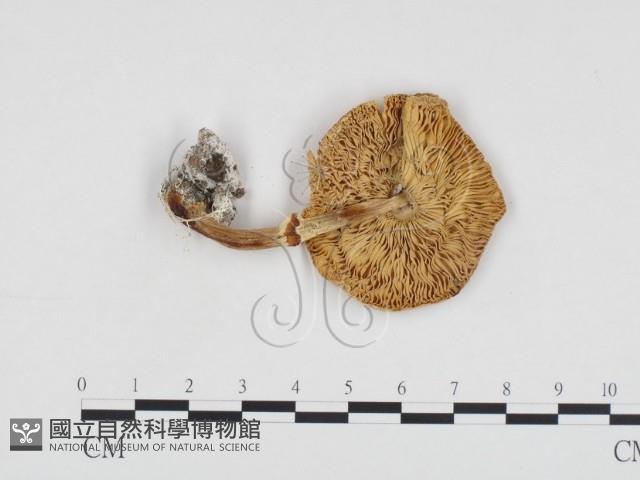 登錄號:F0012684藏品圖，第1張