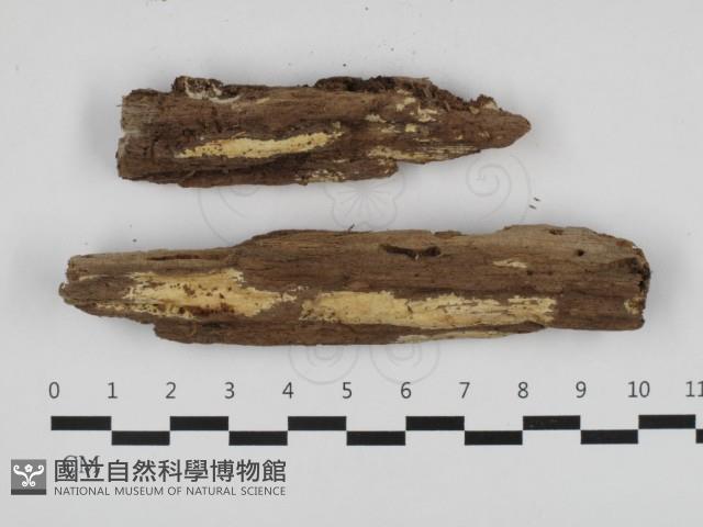 登錄號:F0032684藏品圖，第1張