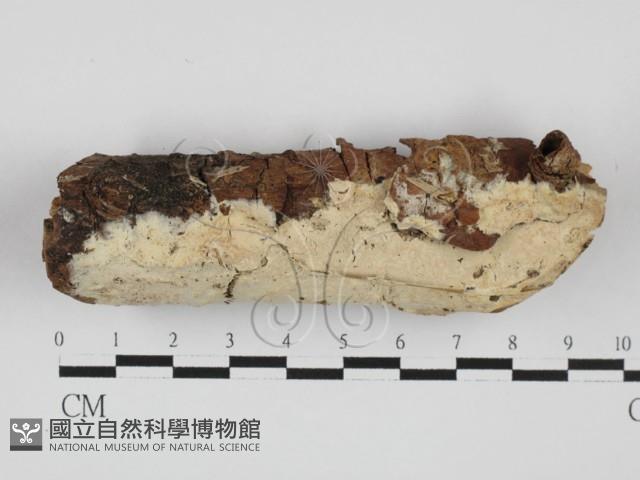 登錄號:F0027684藏品圖，第1張