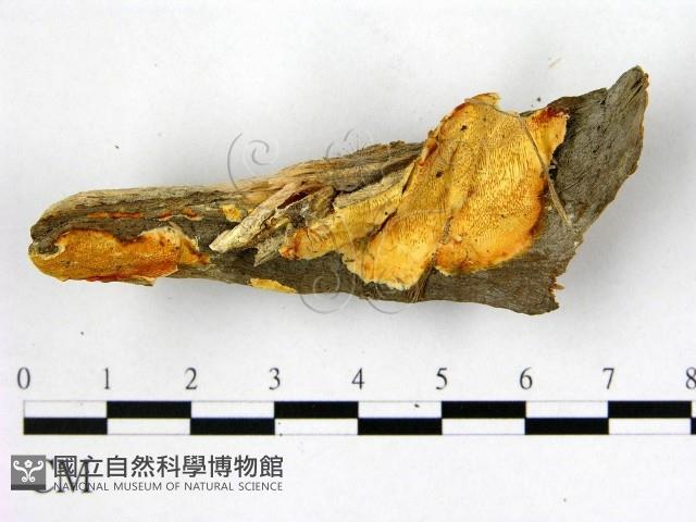 多年臥孔菌屬藏品圖，第1張