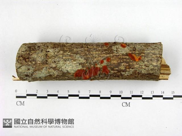 登錄號:F0005684藏品圖，第1張