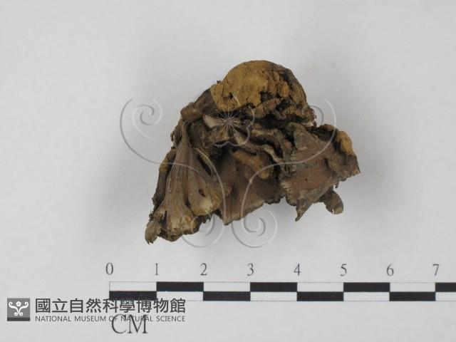 革菌屬藏品圖，第1張
