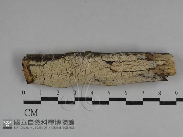 絲齒菌屬藏品圖，第1張