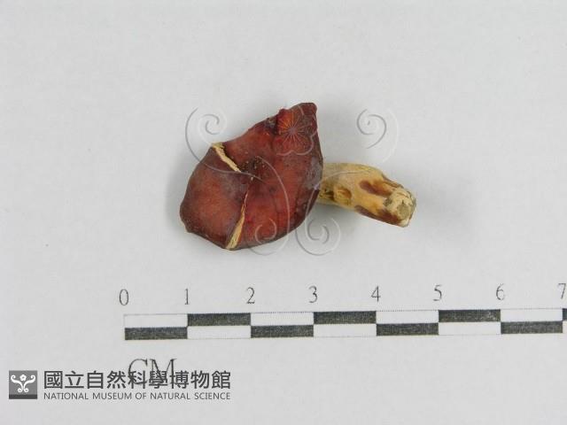 紅菇屬藏品圖，第1張