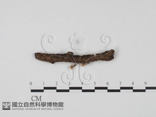 登錄號:F0003684藏品圖，第1張