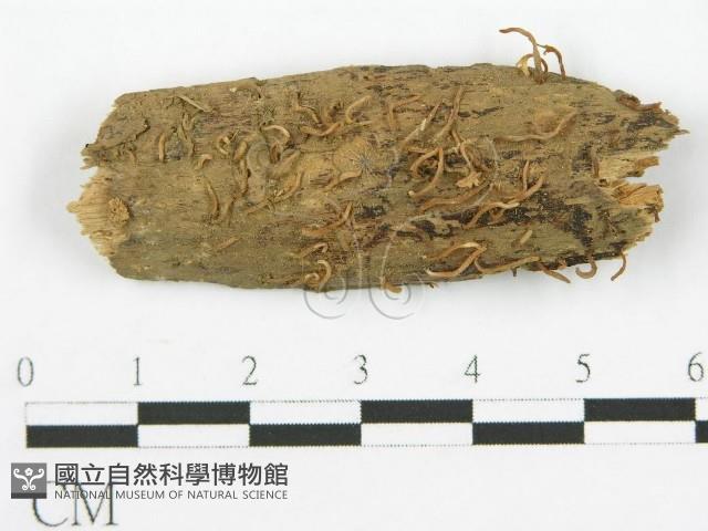登錄號:F0013684藏品圖，第1張