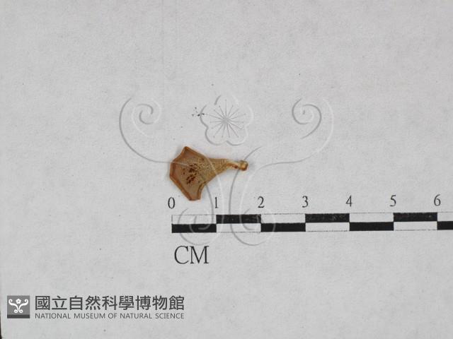 多孔菌屬藏品圖，第1張