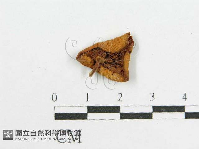 登錄號:F0008484藏品圖，第1張