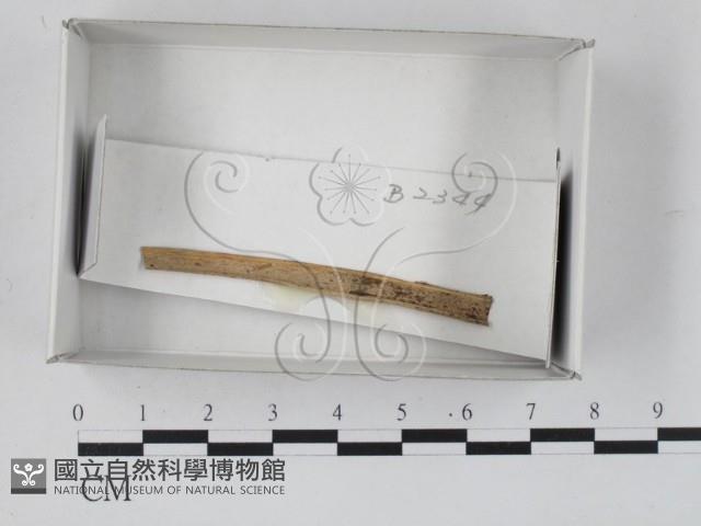 館號:F0018484藏品圖，第1張