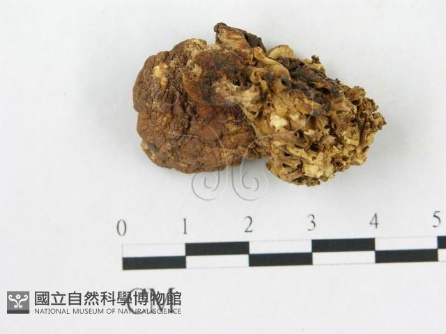 登錄號:F0020484藏品圖，第1張