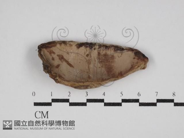 多年臥孔菌屬藏品圖，第1張