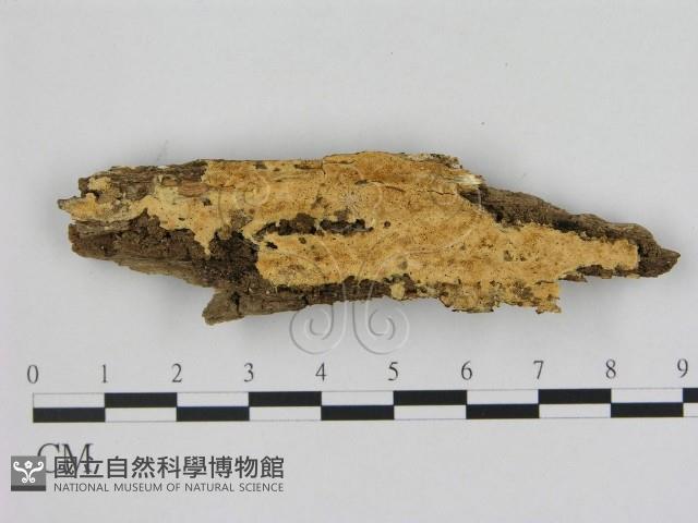 登錄號:F0006484藏品圖，第1張