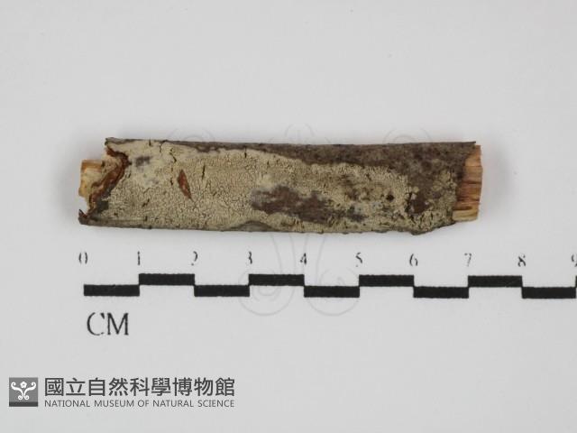 剛毛絲皮菌藏品圖，第1張