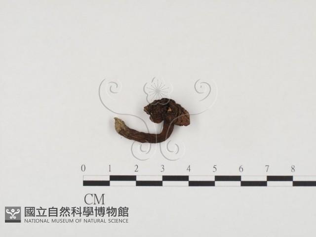 登錄號:F0024484藏品圖，第1張