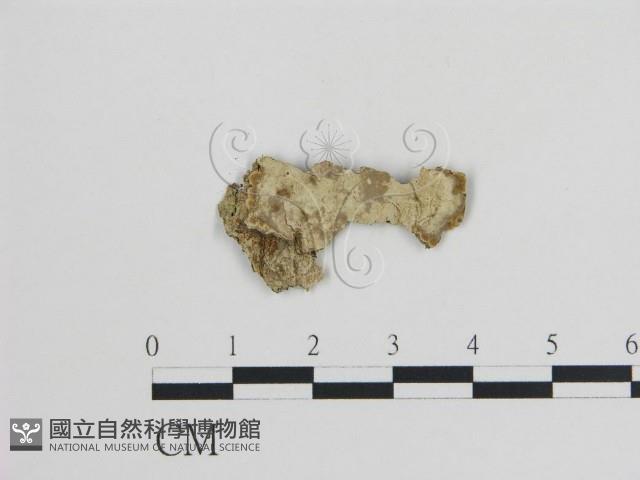 登錄號:F0004484藏品圖，第1張